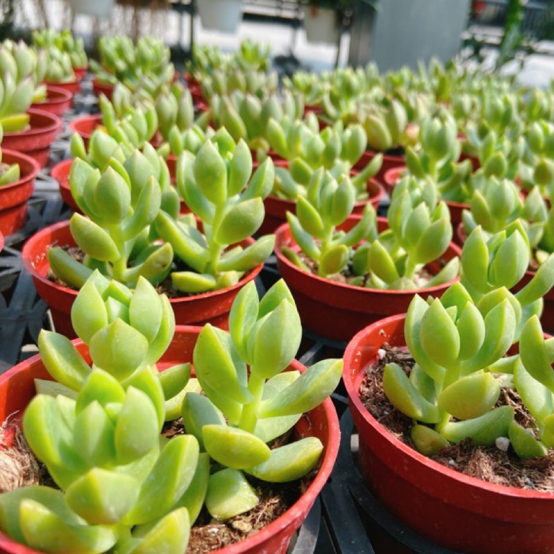 多肉植物 仙人掌 黃麗 多芽 3吋盆 蝦皮購物