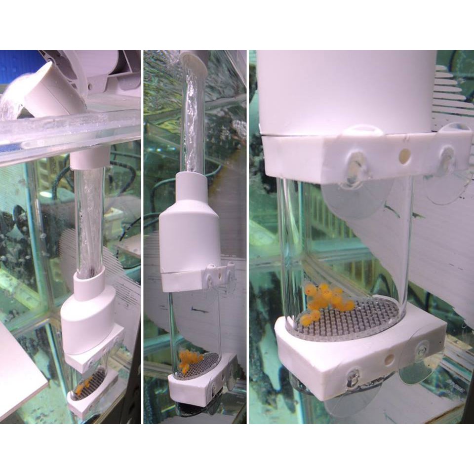 氣舉式魚卵孵化器 5cm大管徑 壓克力管3mm厚孵化室 蝦皮購物