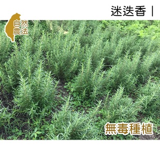 迷迭香、純露、迷迭香純露、迷迭香花水、花水【無毒種植】100ml/500ml/1000ml【薇拉香草農場】草本香 清新
