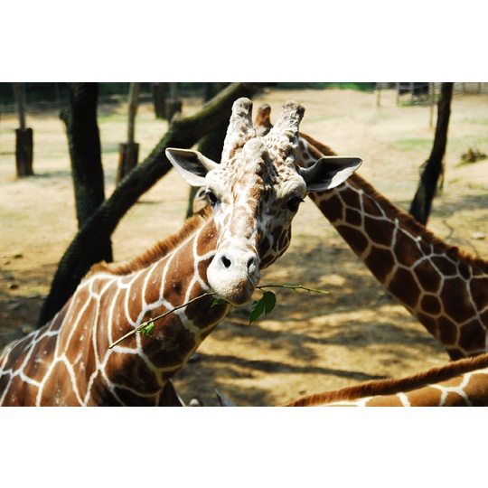 玩六福村 住 台北 最優惠!!  六福村主題樂園 &amp; 野生動物園 門票 + 背包棧住宿一晚 每人只要1099元