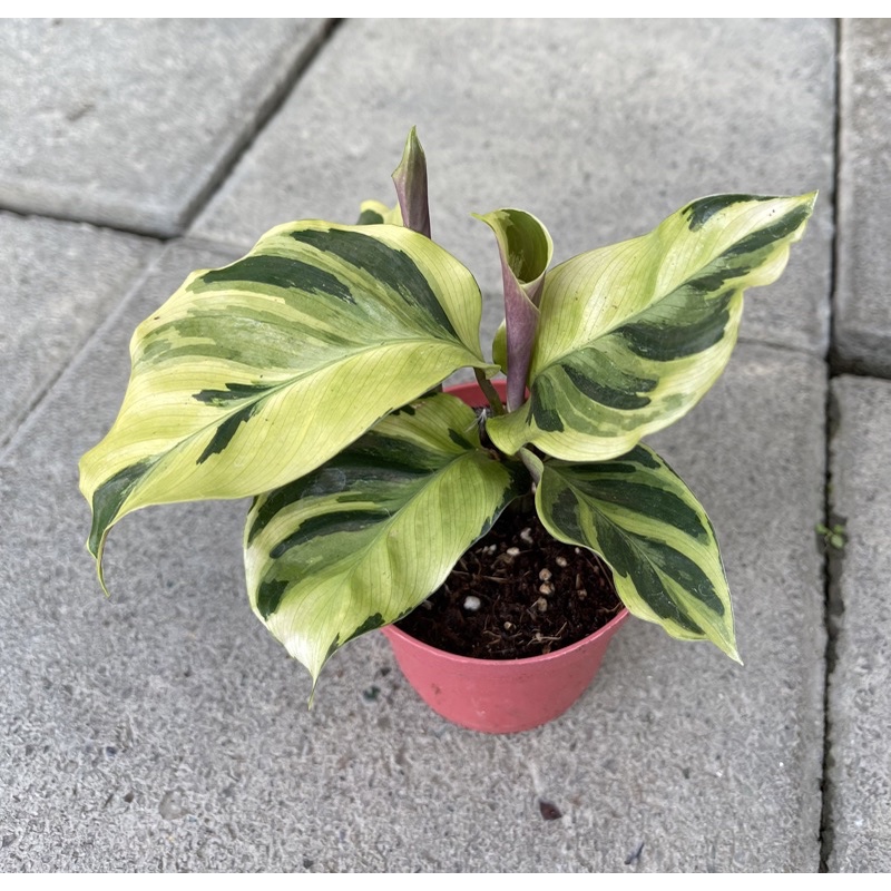 綠植田園 古典油畫竹芋 古典油畫 3寸盆 觀葉植物 蝦皮購物