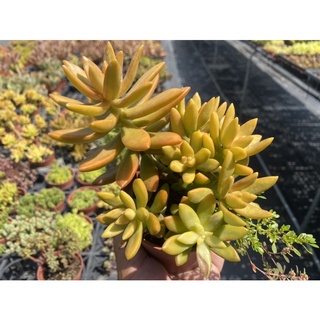 多肉好好買多肉植物加州夕陽 蝦皮購物
