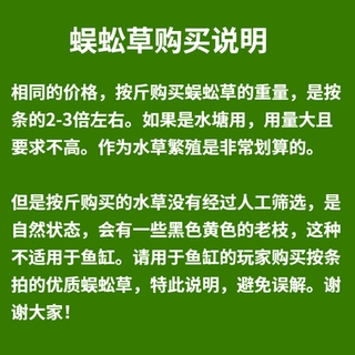 蜈蚣草水草淨水植物魚缸造景冷水真耐低溫淨水好養的懶人水草 蝦皮購物