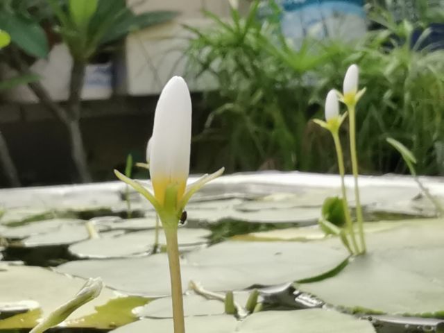 水耕植物 要日照 開花滿滿小花 一葉蓮 好養 超級會繁殖生小葉蓮 蝦皮購物