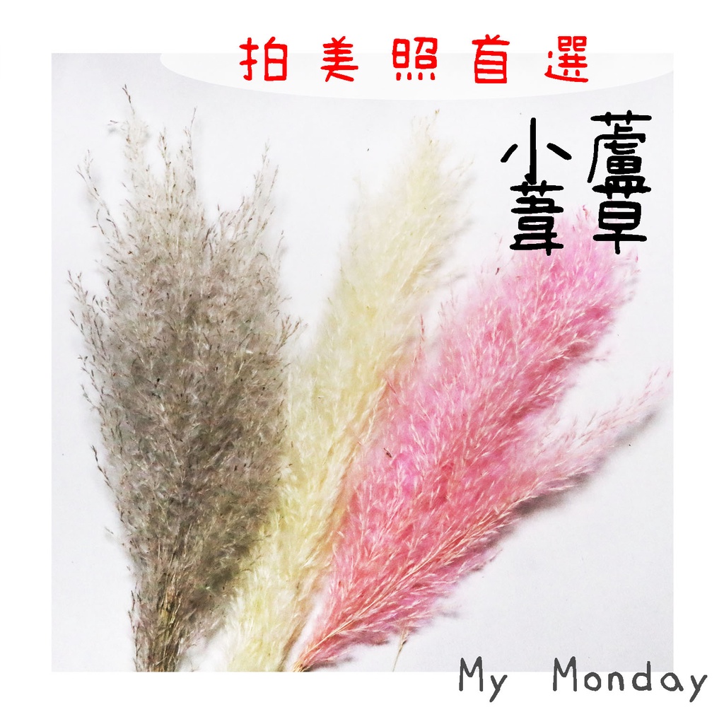 My Monday 衝評價! 小蘆葦草【蘆葦草】天然 乾燥 花材 永生 花束 拍攝 道具 網美 打卡 ins 小蘆葦