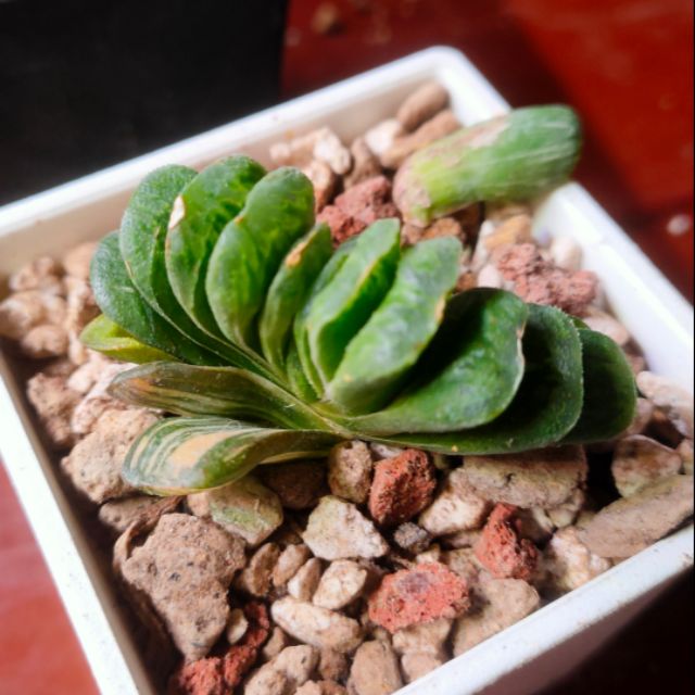 肉部屋靜鼓玉扇錦百合玉扇多肉植物 蝦皮購物 Line購物
