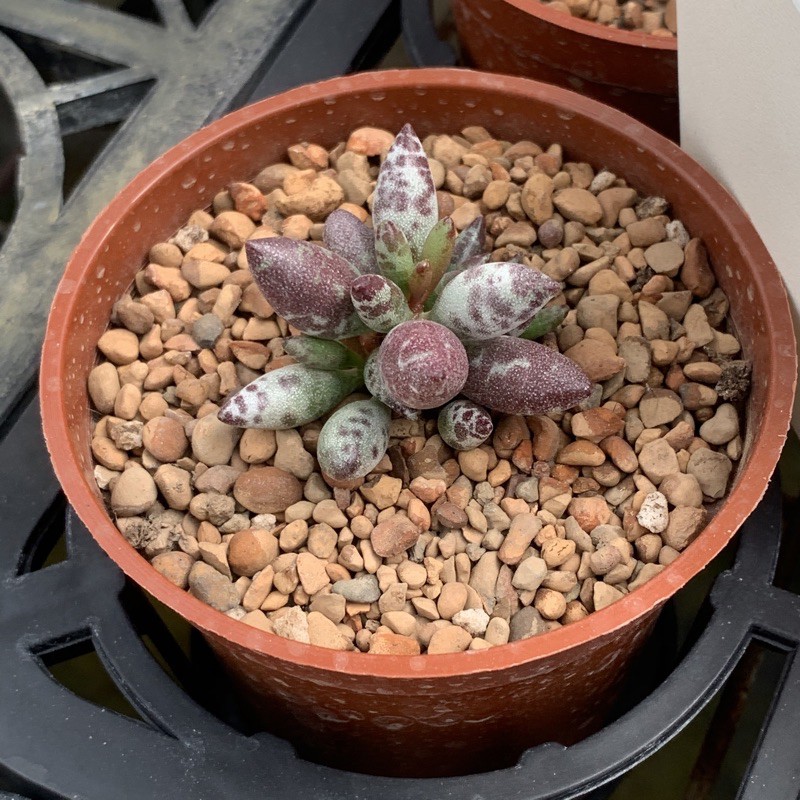 赤水玉天章 拍賣 評價與ptt熱推商品 21年4月 飛比價格