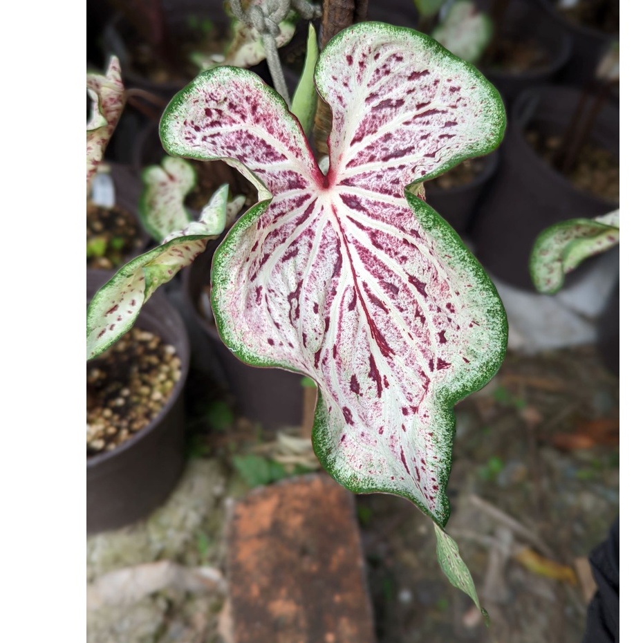 開心農元-觀葉植物- 白日夢 彩葉芋 Caladium day dreamer 熱門 網紅 文青必備 雨林植物