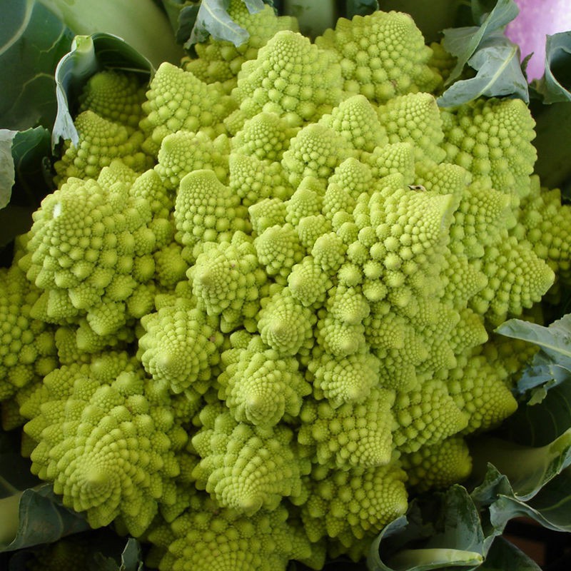 紫色花椰菜 優惠推薦 21年6月 蝦皮購物台灣