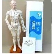 人體模型 上海經絡通人體穴位模型 經絡模型─男50公分─簡體字
