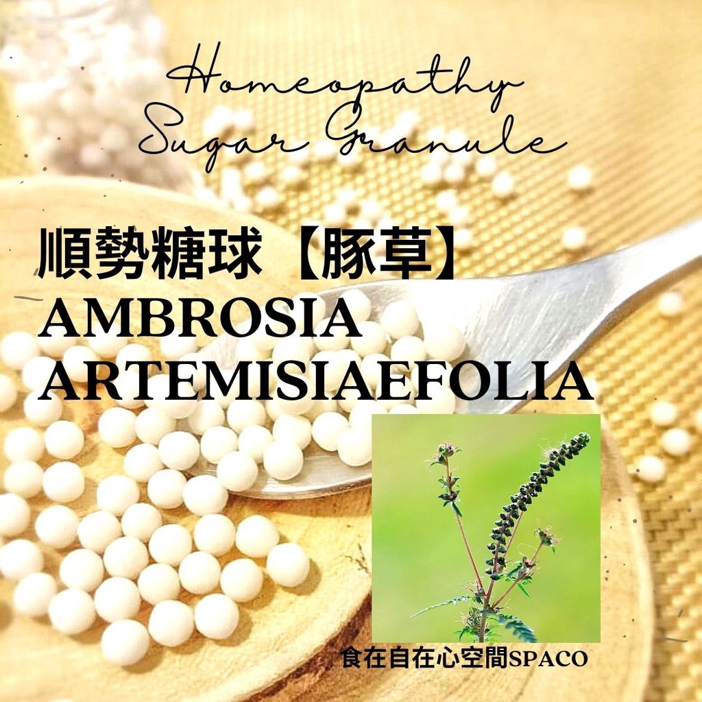 順勢糖球【豚草●Ambrosia Artemisiaefolia】➖夏季敏感Homeopathic Granule 9克