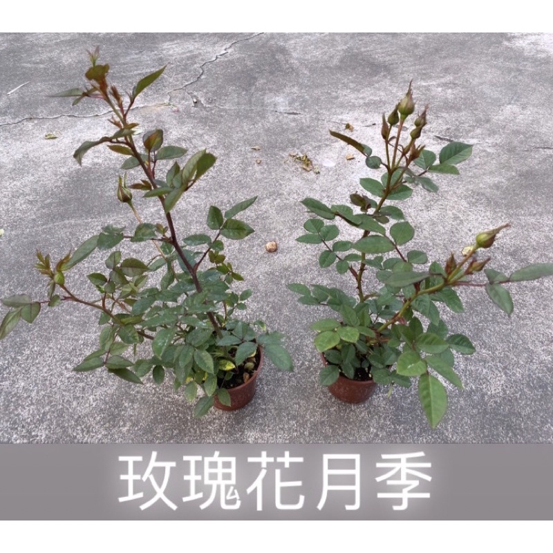 【JEWEL'S茱兒小舖】隨機各式花色品種玫瑰花 月季 植株盆栽 請聊聊