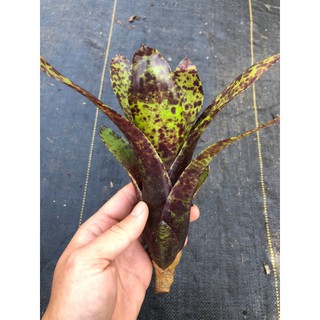 漫活雨林 Neoregelia Caviar 魚子醬 /五彩積水鳳梨/積水鳳梨/觀賞/園藝