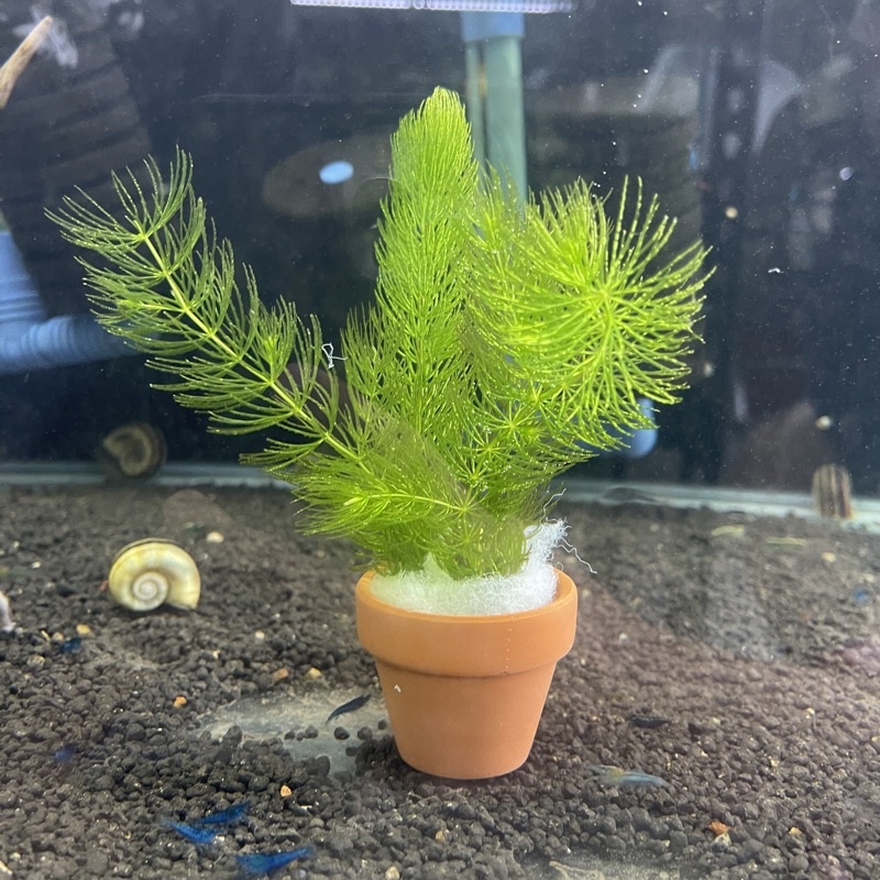 攻略 金魚藻陰性草蝦缸植物真水草水晶蝦缸產 蝦皮購物