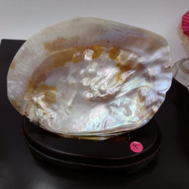 天然真珠貝母珍珠貝殼原礦真珠貝盤供佛盤曼達盤 蝦皮購物