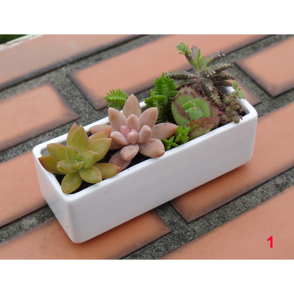 多肉組合盆 Diy包 簡單易種 多肉植物多肉插花室內 花樣渼栽盆栽生活館 蝦皮購物