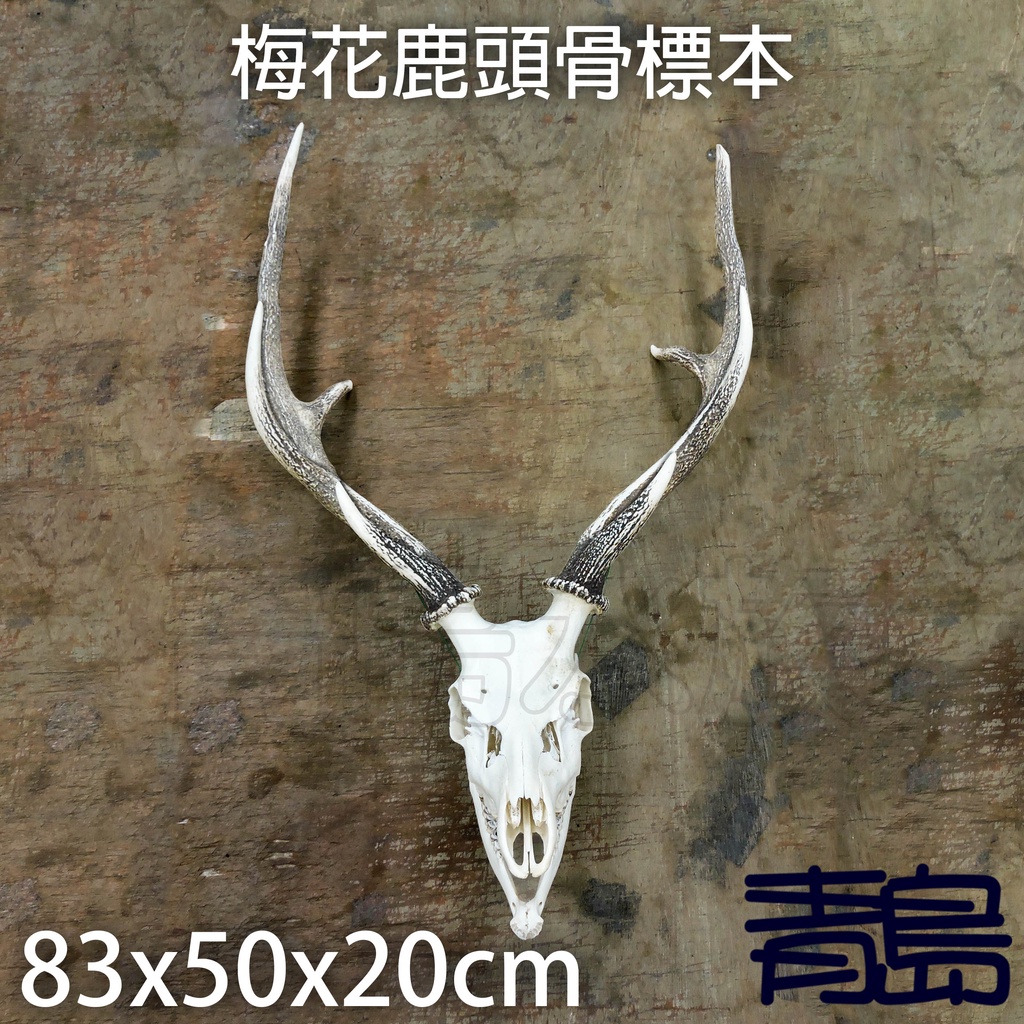 【青島水族】梅花鹿頭骨標本 =大/小= 居家 空間裝飾 梅花鹿骨頭 鹿角 鹿頭 鹿骨 公鹿