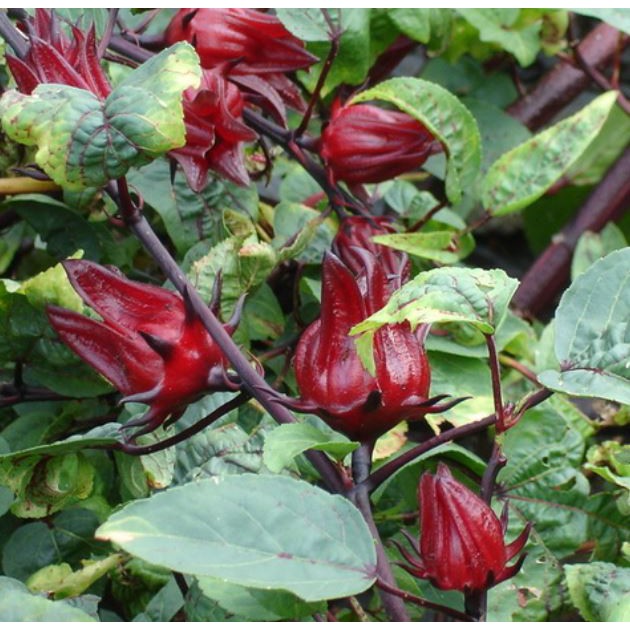 洛神花種子洛神花大洛神花種子大洛神白洛神種子白洛神草本種子花卉種子 農產種子郵購讚 蝦皮購物