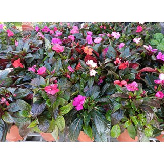 太陽鳳仙花的價格推薦 21年10月 比價撿便宜