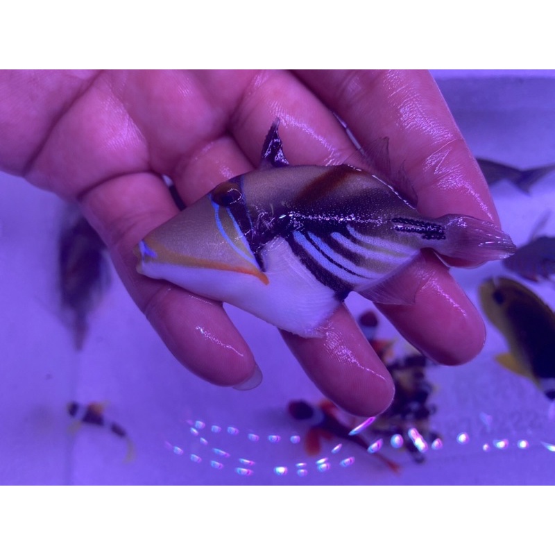 🌑南海王水族🌗鴛鴦砲彈（畢卡索） 食用魚 魚模型 飼料 水族