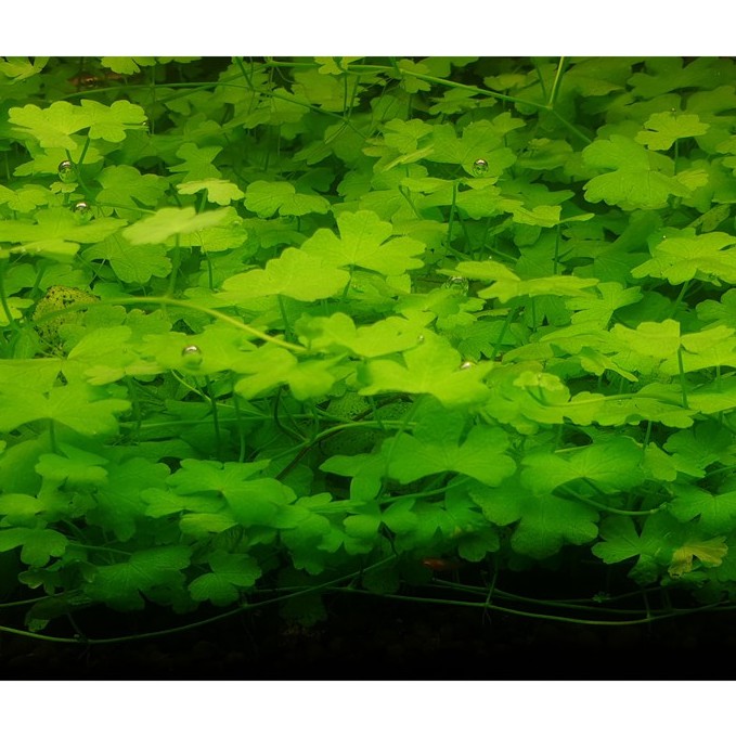 澳洲天胡荽 水中葉 水上葉 蝦皮購物