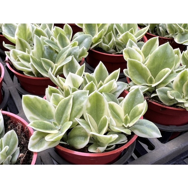 多肉好好買多肉植物花蔓草錦 一般 蝦皮購物