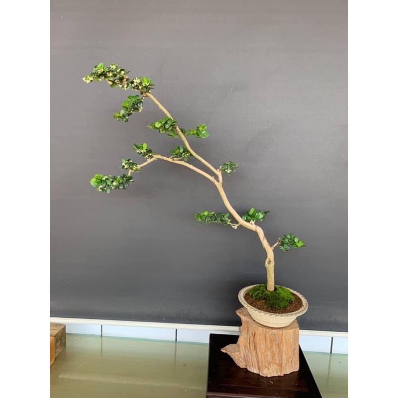 出清降價 中品盆栽文人樹型海刺柑滿花清香培養多年居家園藝 蝦皮購物