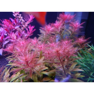 四葉草 場 二棲水生植物販售 線上商店 蝦皮購物