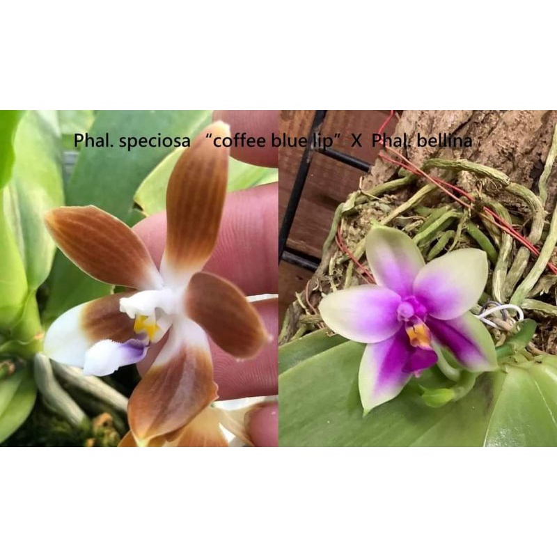 🌹馥馨花舍🌹Phal. speciosa “coffee blue lip” 咖啡藍唇XPhal. bellina貝利娜