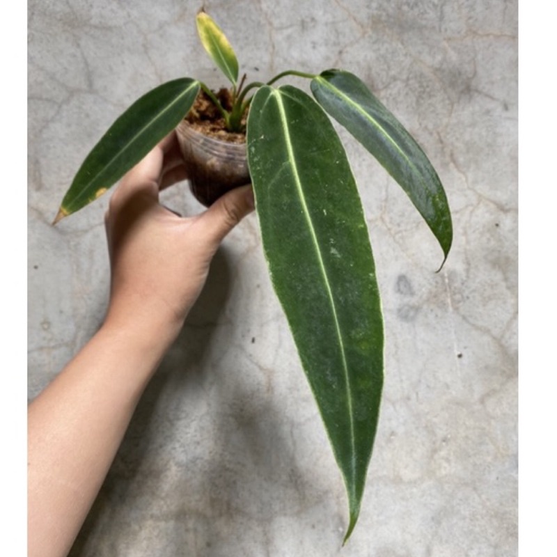 火鶴之后/Anthurium warocqueanum/雨林植物