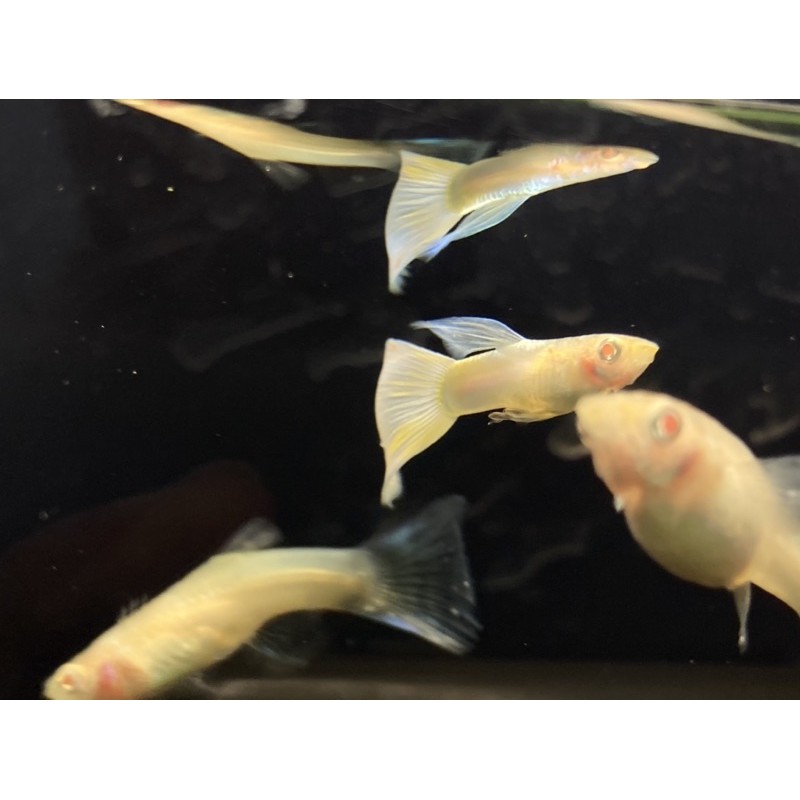耕魚水族gengyu 天藍白子全紅白子丹頂白子孔雀魚專用飼料 蝦皮購物