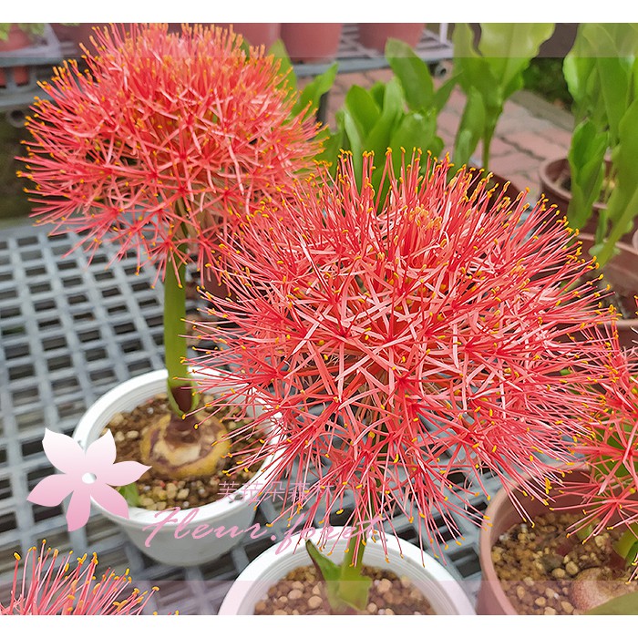 芙菈朵森 火球花 紅繡球 5-6吋盆 觀賞花卉 季節花卉 觀花植物