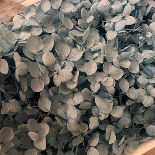 安娜繡球繡球花紫陽花乾燥花蜉蝣花永生花1克 蝦皮購物