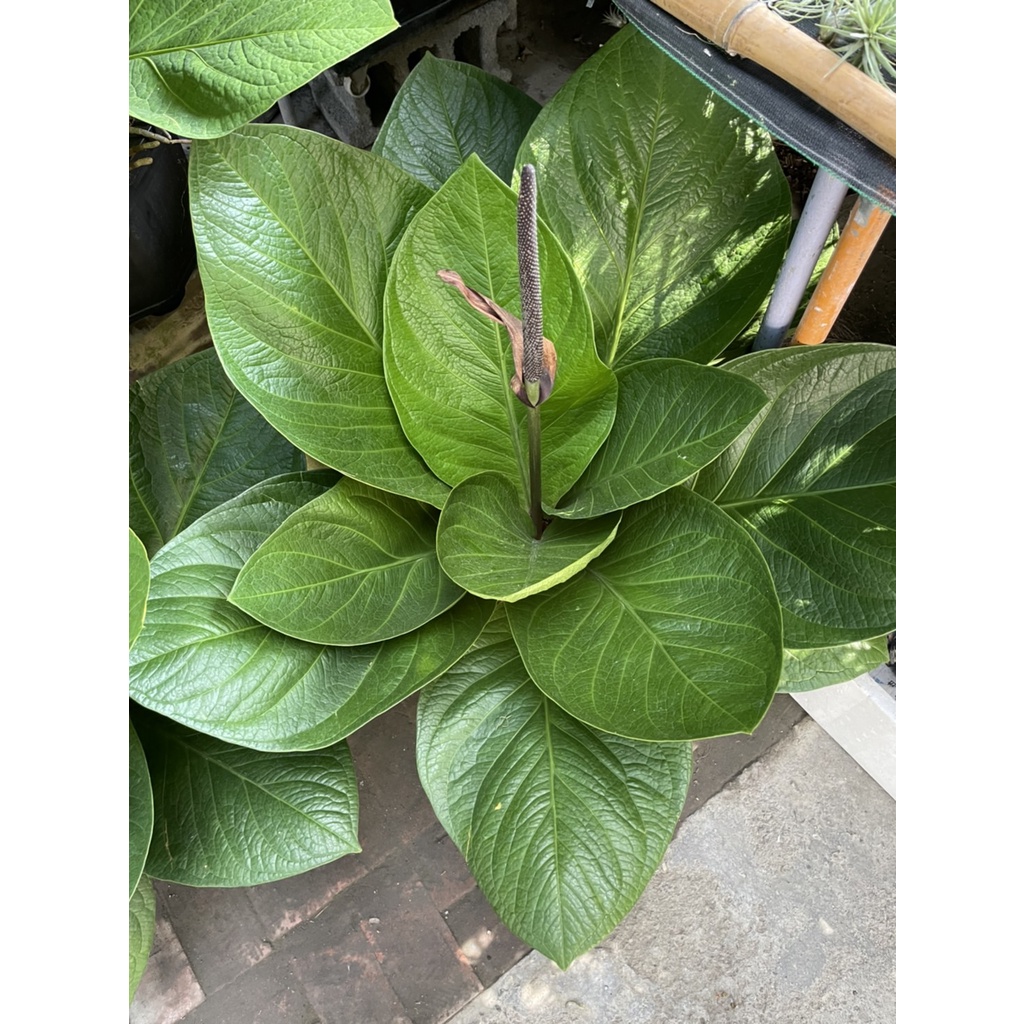 富貴花燭的價格推薦 22年5月 比價比個夠biggo