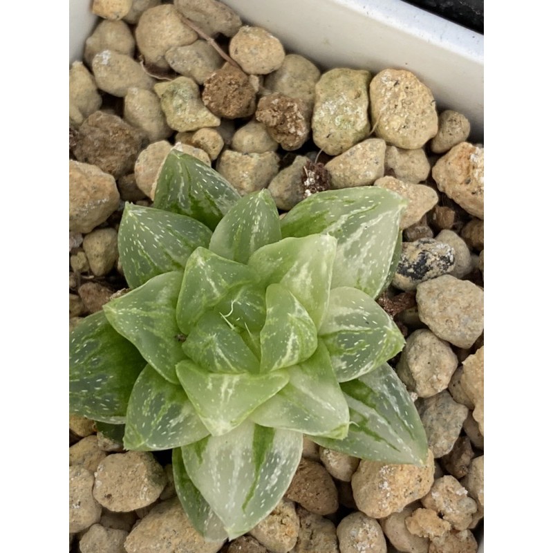 Haworthia ハオルチア光之オブツーサ錦 蝦皮購物