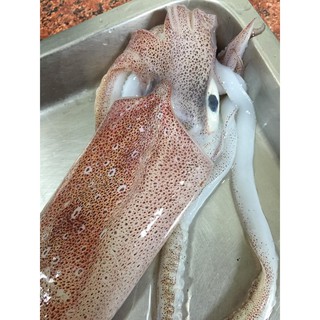 帝王級鮮凍透抽 單尾真空包約30CM 請選擇低溫配送
