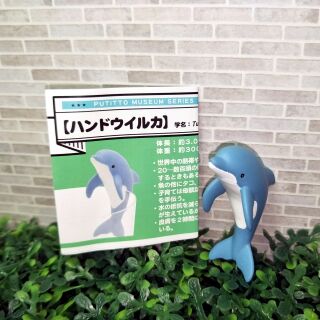 京都水族館杯緣子-海豚