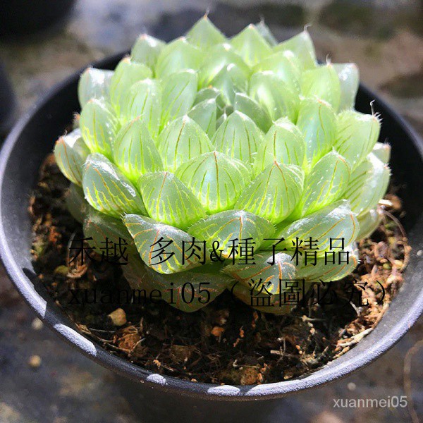 肉趣 透明大棵冰川玉露多肉植物含盆帶土組合盆栽櫻水晶肉肉綠植花卉gr9d 裸根發貨 蝦皮購物