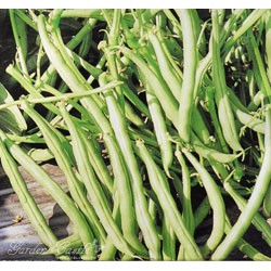 【全館590免運】矮性菜豆(四季豆)種子Snap Bean 約20粒