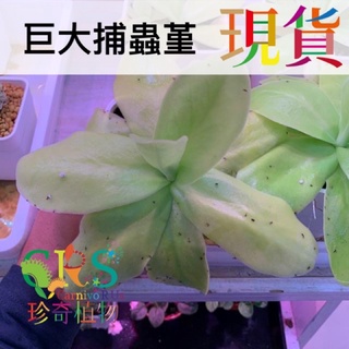 巨大捕蟲堇pinguicula Gigantea 食蟲植物消滅蚊蟲好幫手 Carnivorus 珍奇植物 蝦皮購物