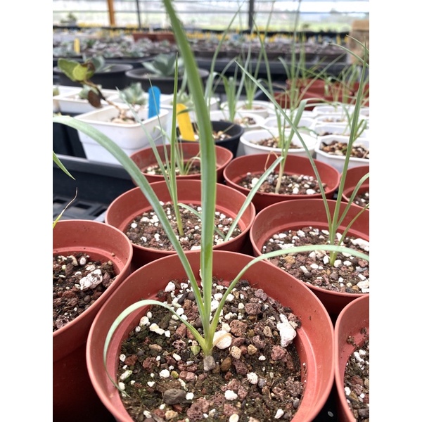 碧綠草園藝/ Yucca rostrata/喙絲蘭