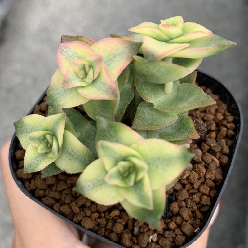 橘子肉舖 多肉植物星星家族南十字星錦 蝦皮購物