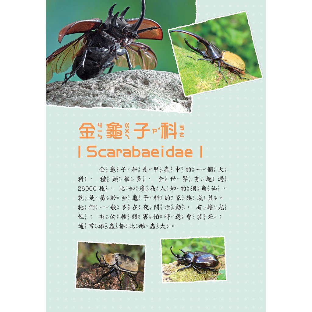 世界甲蟲圖鑑小百科 鞘翅目 蝦皮購物