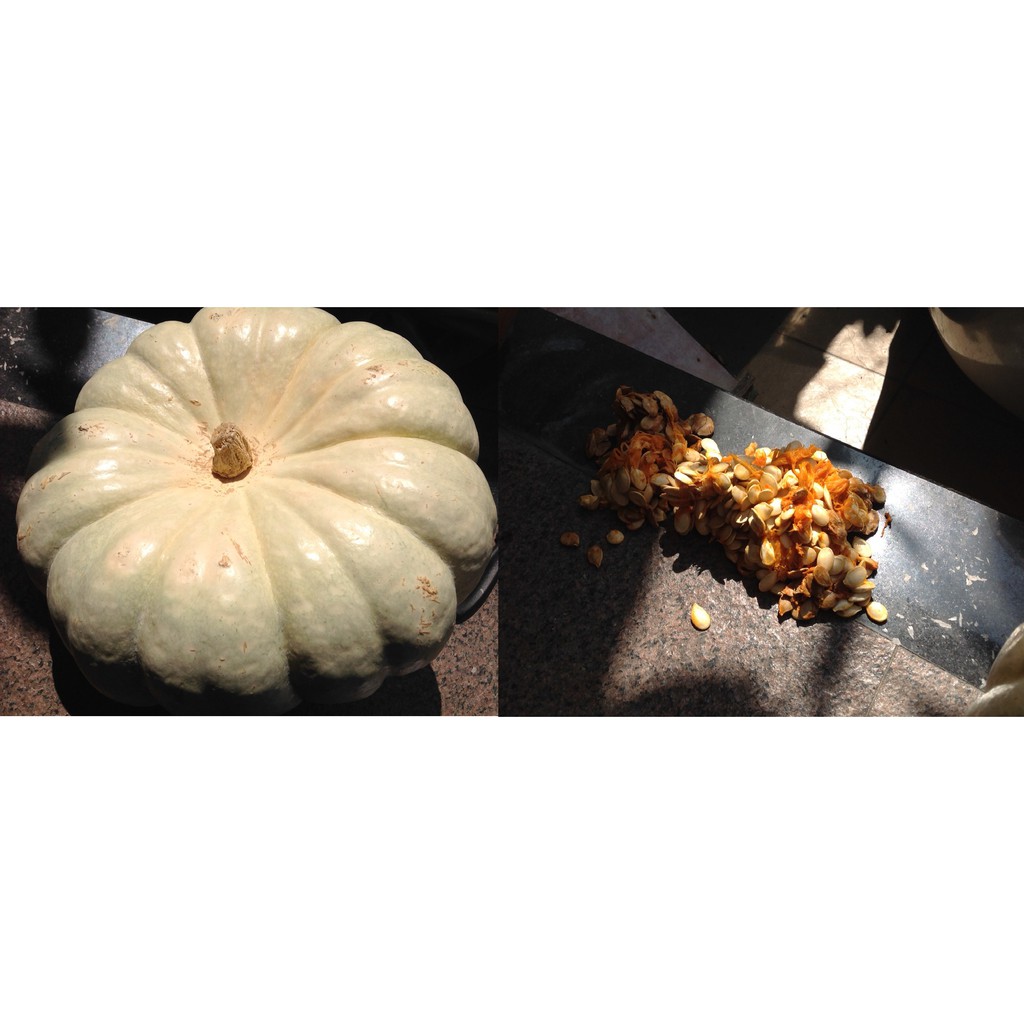 【n0900台灣健立最便宜】2018White Pumpkin美國白色大南瓜種子每包2顆＄15