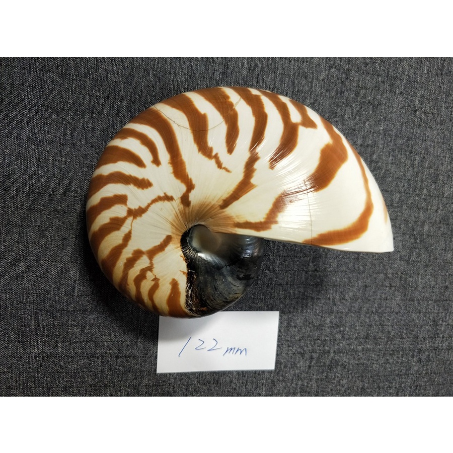 貝殼/台湾漁船抓的鸚鵡螺  122mm -活化石-保持原味.紋路清晰，適合送禮，可珍藏做為擺飾.教學可用(Ta709
