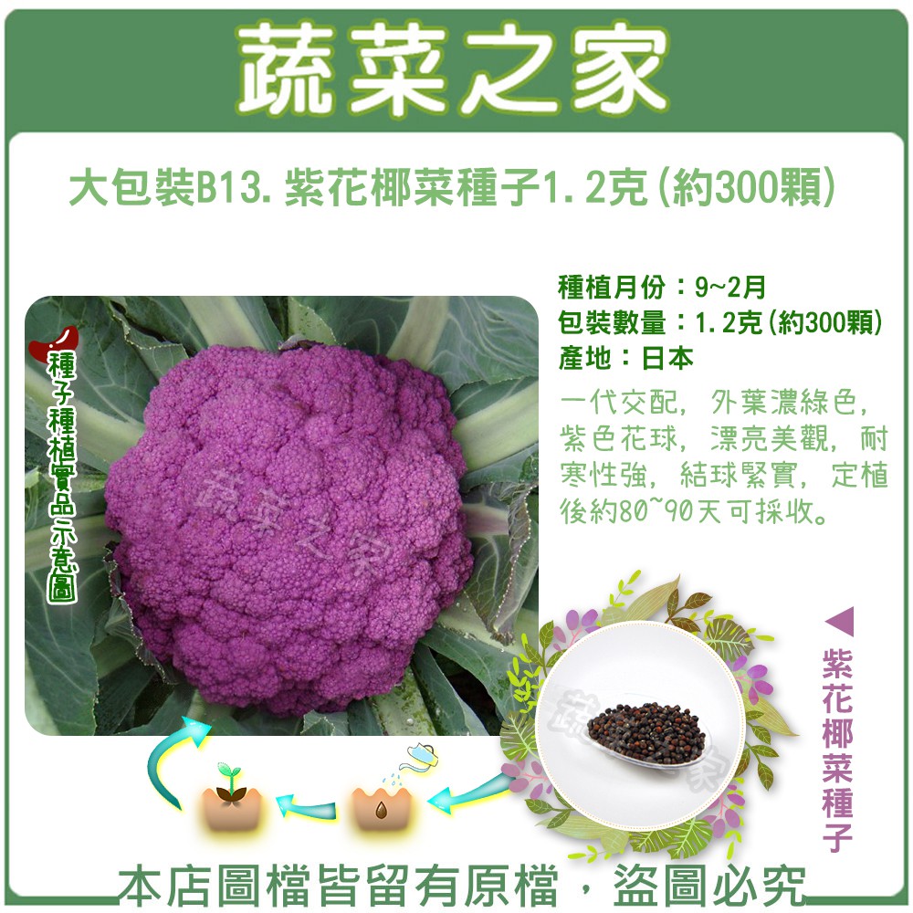 00b13 大包裝 紫花椰菜種子1 2克 約300顆 蝦皮購物
