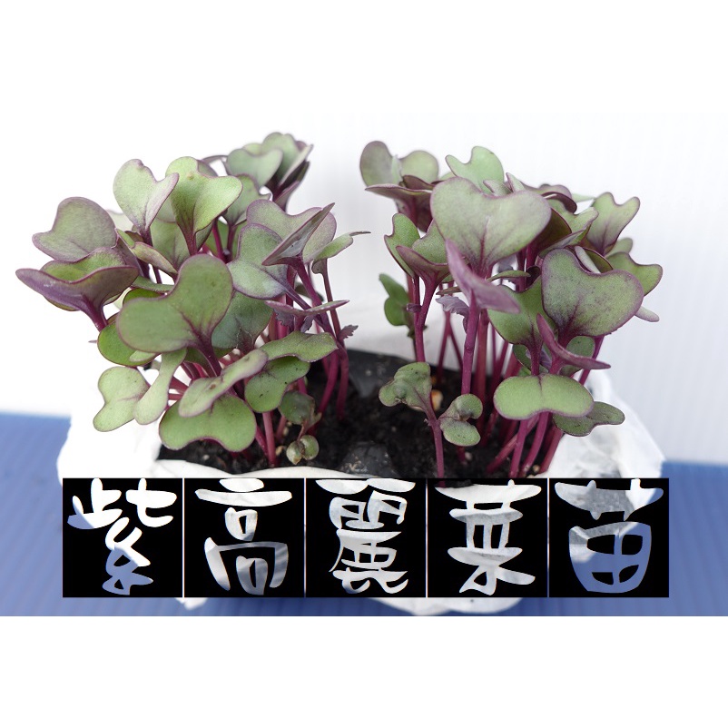 特價20元 紫高麗(SUBA) 2g (約1100粒/包) 種子 生菜沙拉 家庭園藝 防疫期間