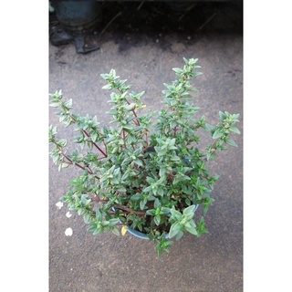茂豐~種子 百里香 麝香草 Thyme $35/份