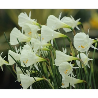 水仙球根 優惠推薦 21年8月 蝦皮購物台灣