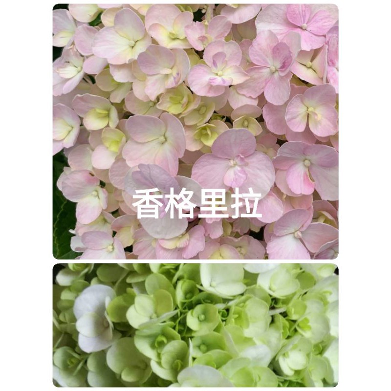 繡球花 紫陽花 香格里拉 蝦皮購物
